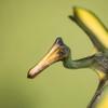 Gemini&Genius Pterosau Dinosaur Toys for Kids, Pterosaur Toy Figure, Flying Dinosaur Toys, Pterodactyl Toys, Pteranodon Figure Toys, Gifts or Cake Toppers for Kids2Pcs view 2