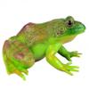 Gemini&Genius Tree Frog Realistic Hand Painted Toy Large Size Bullfrog Figurine Model Quality Construction Rubber Animals Educational and Role Play Toys for Ages 3 and Up Kids view 1