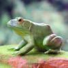 Gemini&Genius Tree Frog Realistic Hand Painted Toy Large Size Bullfrog Figurine Model Quality Construction Rubber Animals Educational and Role Play Toys for Ages 3 and Up Kids view 2