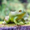 Gemini&Genius Tree Frog Realistic Hand Painted Toy Large Size Bullfrog Figurine Model Quality Construction Rubber Animals Educational and Role Play Toys for Ages 3 and Up Kids view 3