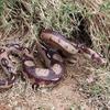 2pcs Funny Realistic Fake Rubber Toy Snake Black Fake Snakes 5.5 Inch Long for Halloween April Fool's Day view 3