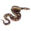 2pcs Funny Realistic Fake Rubber Toy Snake Black Fake Snakes 5.5 Inch Long for Halloween April Fool's Day view 4