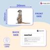 Hungry Brain Wild Animals Flash Cards for Toddlers (Ages 14)  24 Double-Sided Real Picture Learning Cards | Early Learning Educational Flashcards | Montessori & Preschool Toy for Babies and Kids view 3