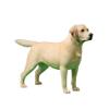 1:6 Scale Labrador Retriever Dog Pet Figure Realistic Animal Model view 1