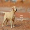 1:6 Scale Labrador Retriever Dog Pet Figure Realistic Animal Model view 2