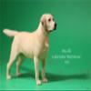 1:6 Scale Labrador Retriever Dog Pet Figure Realistic Animal Model view 3