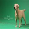 1:6 Scale Labrador Retriever Dog Pet Figure Realistic Animal Model view 4