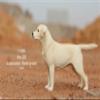 1:6 Scale Labrador Retriever Dog Pet Figure Realistic Animal Model view 3