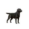 1:6 Scale Labrador Retriever Dog Pet Figure Realistic Animal Model view 1