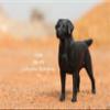 1:6 Scale Labrador Retriever Dog Pet Figure Realistic Animal Model view 2