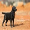 1:6 Scale Labrador Retriever Dog Pet Figure Realistic Animal Model view 3