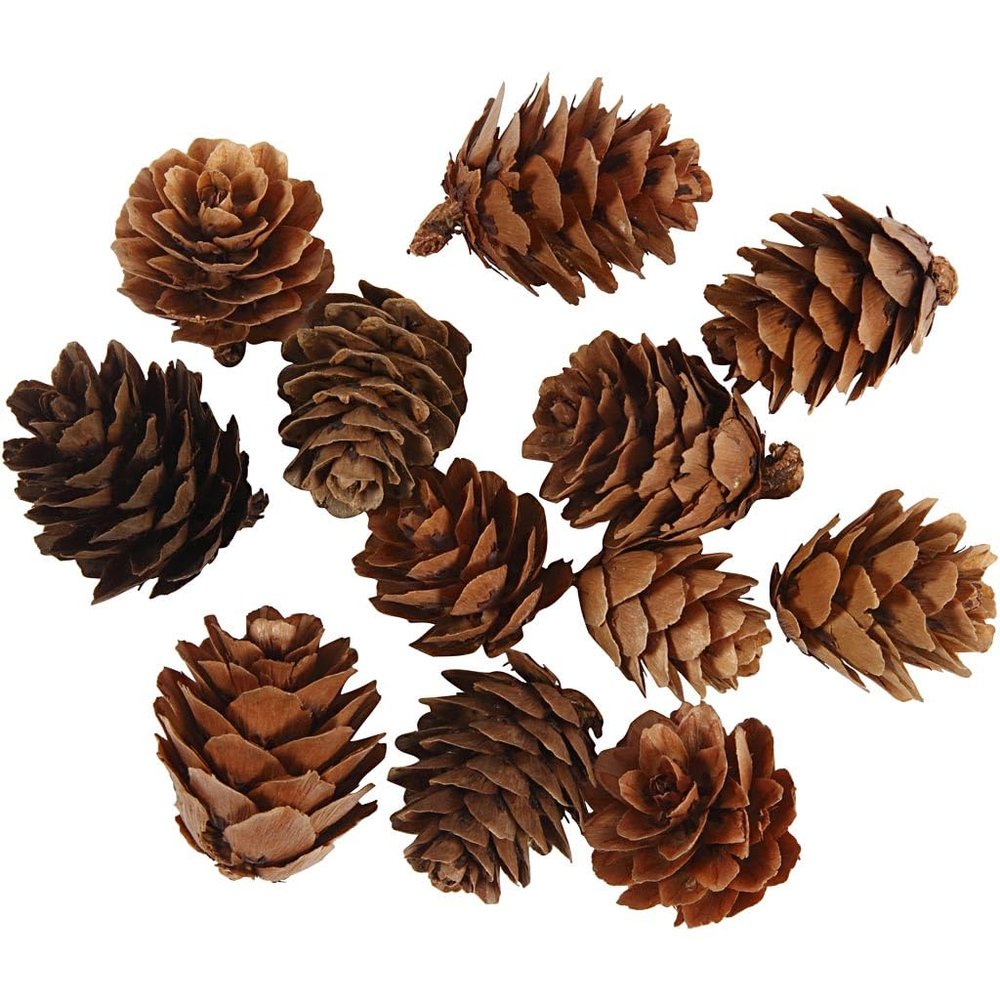 Larch Cones, 12 Pieces, 1 Pack