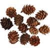 Larch Cones, 12 Pieces, 1 Pack view 1