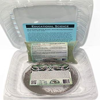 Educational Science Silkworm Eggs, Normal, Hatching Kit, 250 Eggs, Food, Rearing Tub, SWEK250A