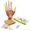 2025 New Medical Anatomical Hand Skeleton Model W/Muscles Ligaments Nerves and Blood Vessels, 7 Parts, Life Size, Magnetic Easy Mounting (Hand Model) view 1