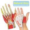 2025 New Medical Anatomical Hand Skeleton Model W/Muscles Ligaments Nerves and Blood Vessels, 7 Parts, Life Size, Magnetic Easy Mounting (Hand Model) view 2