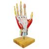 2025 New Medical Anatomical Hand Skeleton Model W/Muscles Ligaments Nerves and Blood Vessels, 7 Parts, Life Size, Magnetic Easy Mounting (Hand Model) view 3