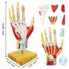 2025 New Medical Anatomical Hand Skeleton Model W/Muscles Ligaments Nerves and Blood Vessels, 7 Parts, Life Size, Magnetic Easy Mounting (Hand Model) view 4