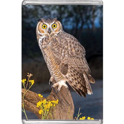 Great Horned Owl