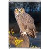 Great Horned Owl view 1