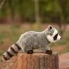 TAMMYFLYFLY Stuffed Toy 12" Raccoon Plush Stuffed Animal view 3