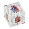 Human Anatomy Study Cube | Study 9 Parts of The Human Body | Perfect Anatomy Revision Guide | Addictive Anatomy Model Cube | Great Gift for Nurse, Dentist, Medical Students view 1