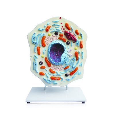 Jackson Global JS00132 Animal Cell Model