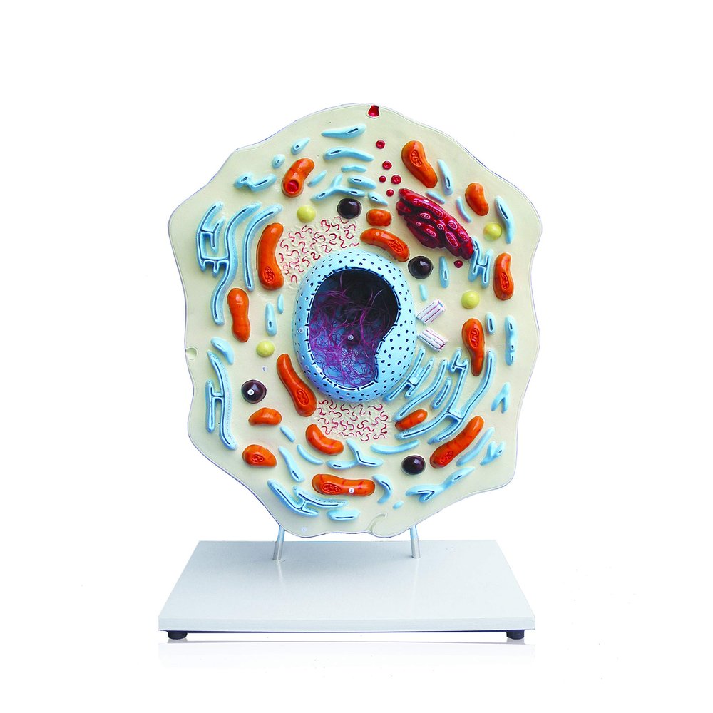 Jackson Global JS00132 Animal Cell Model