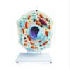 Jackson Global JS00132 Animal Cell Model view 1