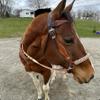 Sand and Chocolate Side Pull Hackamore view 3