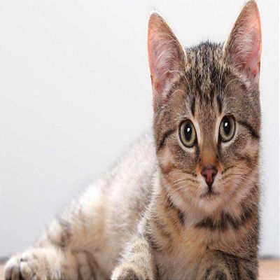 DIY Oil Painting Paint by Number Kit for Adults Kids Beginner 16X20 Inch Kitten Lies Muzzle