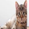 DIY Oil Painting Paint by Number Kit for Adults Kids Beginner 16X20 Inch Kitten Lies Muzzle view 1