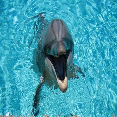 DIY Oil Painting Paint by Number Kit for Adults Kids Beginner 16X20 Inch Dolphin Smile Water Pool