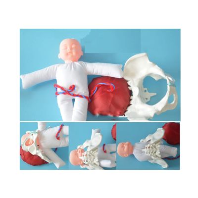 Delivery Pelvis Model Placental Umbilical Cord Model with Separable Baby and Pelvis with Doll/with Umbilical Cord/with Placenta Show The Process of Female Childbirth