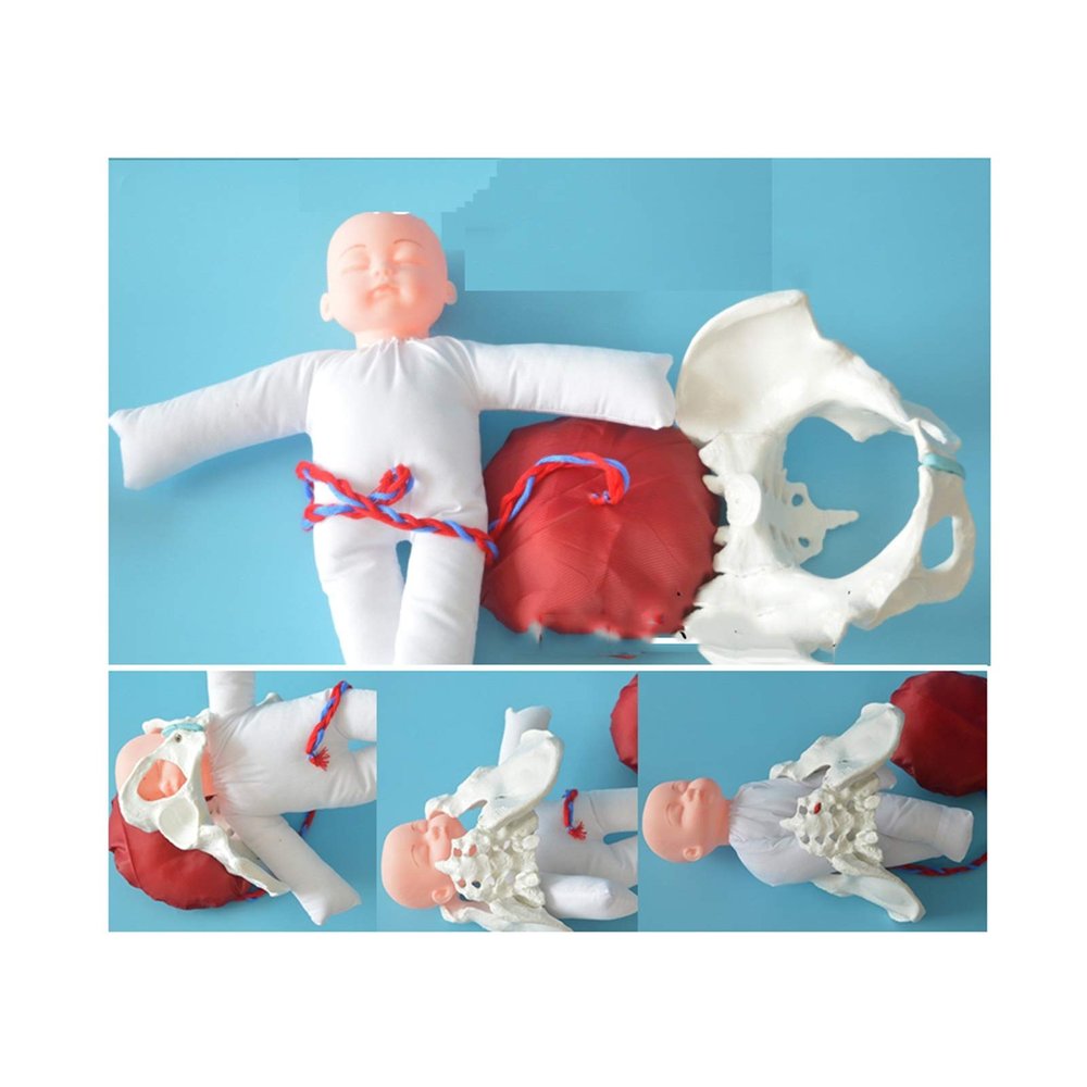 Delivery Pelvis Model Placental Umbilical Cord Model with Separable Baby and Pelvis with Doll/with Umbilical Cord/with Placenta Show The Process of Female Childbirth
