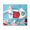 Delivery Pelvis Model Placental Umbilical Cord Model with Separable Baby and Pelvis with Doll/with Umbilical Cord/with Placenta Show The Process of Female Childbirth view 1