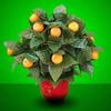 Blooming Oranges - Remote Control Magic Tricks , Party Tricks, Amazing Tricks , Magic Kit,Stage Magic (10 Oranges) view 2