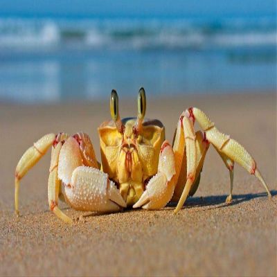 DIY Oil Painting Paint by Number Kit for Adults Kids Beginner 16X20 Inchcrab Sea Sand Beach
