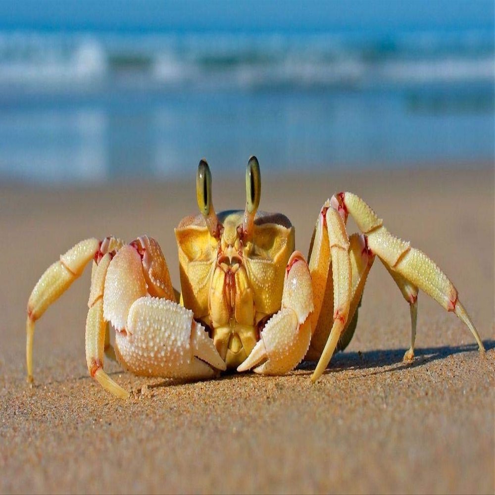 DIY Oil Painting Paint by Number Kit for Adults Kids Beginner 16X20 Inchcrab Sea Sand Beach