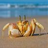 DIY Oil Painting Paint by Number Kit for Adults Kids Beginner 16X20 Inchcrab Sea Sand Beach view 1