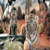 DIY Oil Painting Paint by Number Kit for Adults Kids Beginner 16X20 Inchtiger Cat Feline Crying Friendship view 1