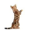 JEKCA Bengal Cat 4-in-1 Pack 01S-M01 | Cat Plastic Building Blocks | Age 14+ view 3