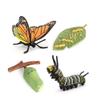 Butterfly Growth Cycle, Animal Growth Cycle Biological Model, Growth Stage Lifelike Butterfly Life Cycle Model Set for Kids Education Insect Themed Party Favors view 1