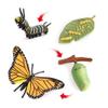 Butterfly Growth Cycle, Animal Growth Cycle Biological Model, Growth Stage Lifelike Butterfly Life Cycle Model Set for Kids Education Insect Themed Party Favors view 2