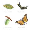 Butterfly Growth Cycle, Animal Growth Cycle Biological Model, Growth Stage Lifelike Butterfly Life Cycle Model Set for Kids Education Insect Themed Party Favors view 3