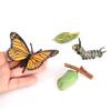 Butterfly Growth Cycle, Animal Growth Cycle Biological Model, Growth Stage Lifelike Butterfly Life Cycle Model Set for Kids Education Insect Themed Party Favors view 4