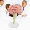 4D Anatomy Brain Model Disassembled Human Brain Model Structural Anatomy Medical Teaching Learning Tool,Plastic Human Head Anatomy Model view 2