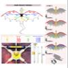 JEKOSEN Fiery Dragon 54" Huge Kite for Kids and Adults Easy to Fly Single Line String with 160" Tail for Beach Trip Park Family Outdoor Games and Activities view 2