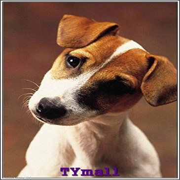 TYmall Puzzles for Adults 500 Piece Puppy Dog Jack Russell Terrier Thinking Landscape Holiday Jigsaw Puzzles