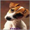 TYmall Puzzles for Adults 500 Piece Puppy Dog Jack Russell Terrier Thinking Landscape Holiday Jigsaw Puzzles view 1